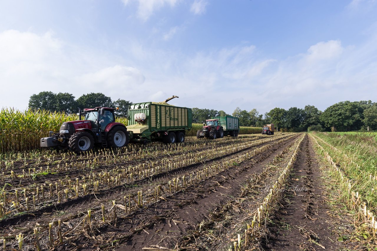 Bild 232 - Maisernte